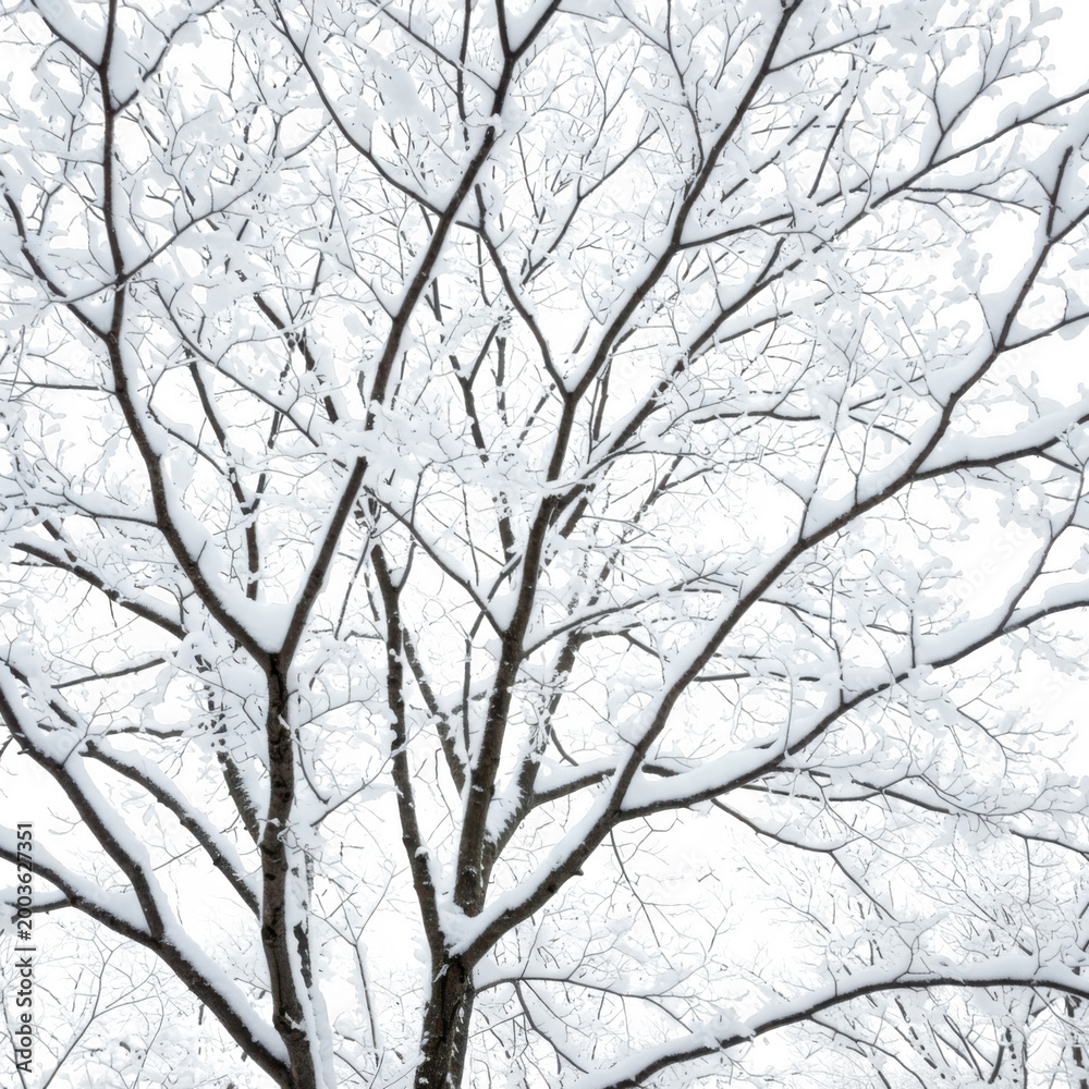 Fototapeta premium Winter tree branches covered in snow isolated on transparent background