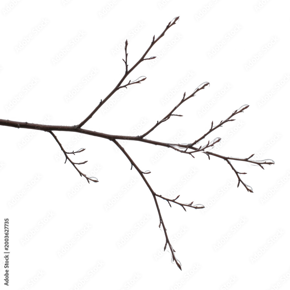 Fototapeta premium Icecoated tree branch isolated on transparent background