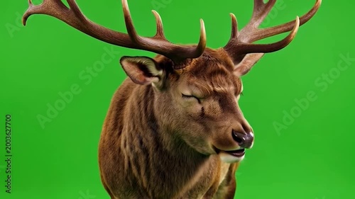 A majestic animal with large antlers stands in front of a vibrant green background, looking directly at the viewer