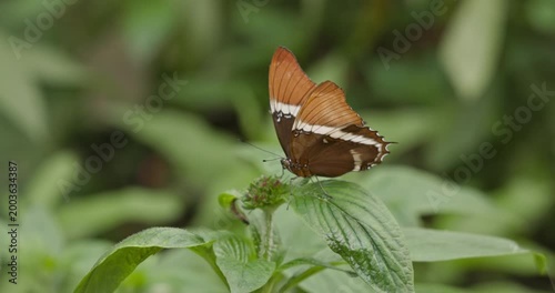 Butterfly on Green Plant in Medellin, Colombia