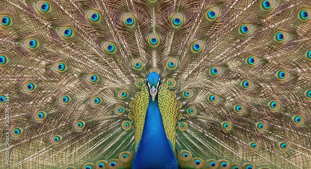 Obraz premium Peacock displays its vibrant and expansive feathers in a natural setting.