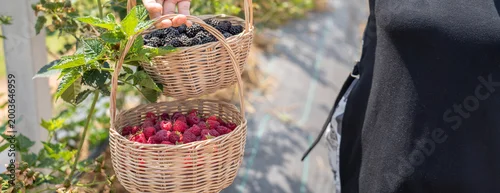 Panel kuchenny z motywem two wicker baskets overflowing with freshly harvested ripe blackberries and raspberries in a sunny garden. Concept of organic produce, healthy fruit harvest, and natural food textures.