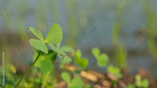 Green Clover Leaves with Sparkling Morning Dew