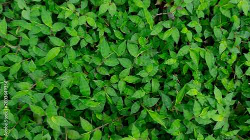 Lush Green Ground Cover and Diverse Foliage Background