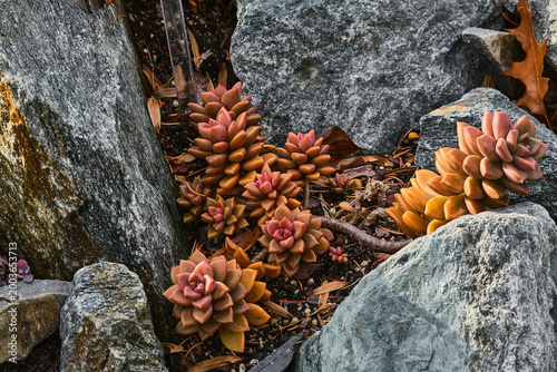 Cuadro en lienzo Ghost plants growing in between crevasses of large rocks.