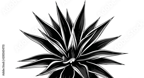 Agave Plant Close Up View.