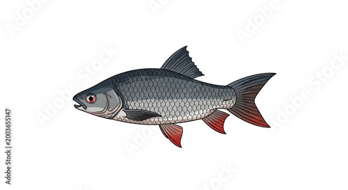 Freshwater Fish Illustration - Aquatic Animal on White Background