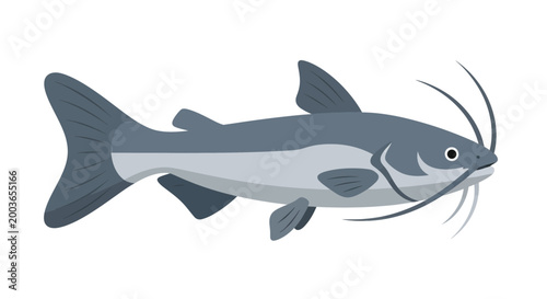 Gray Catfish Illustration with Whiskers on White Background, Aquatic Life