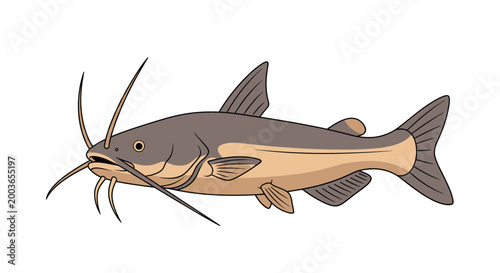 Illustration of a Catfish with prominent barbels and fins on a white background.