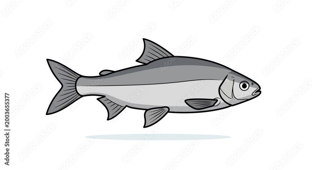 Fototapeta premium Silver Fish Illustration