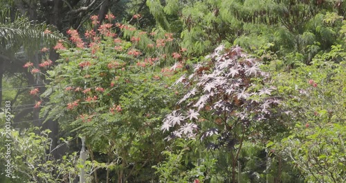 Colorful Plants and Trees in Poblado Medellin