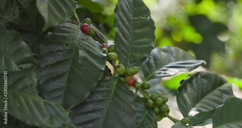 Coffee Plant with Red and Green Berries in Medellin