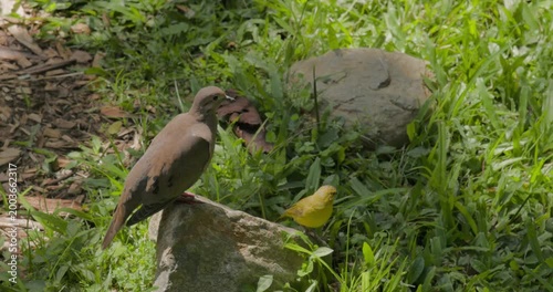 Birds in Poblado Park, Medellin, Colombia