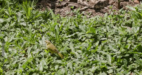 Bird foraging in green grass in Medellin, Colombia