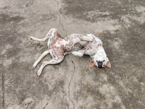 A white dog with spots lay happily on its back on the cement floor.