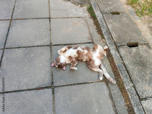 A dull brown cat lay happily on its back on the cement floor.