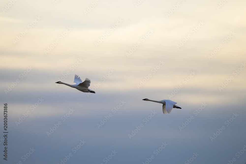Obraz premium Swan in flight