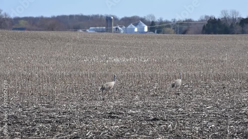 Sandhill Cranes on the Farm