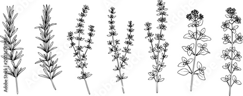 herbal sprigs including rosemary thyme and oregano for culinary spice design.