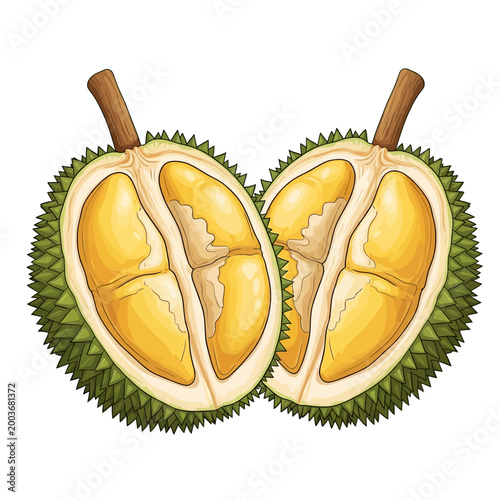 Illustration of Two Halved Durian Fruits with Yellow Flesh