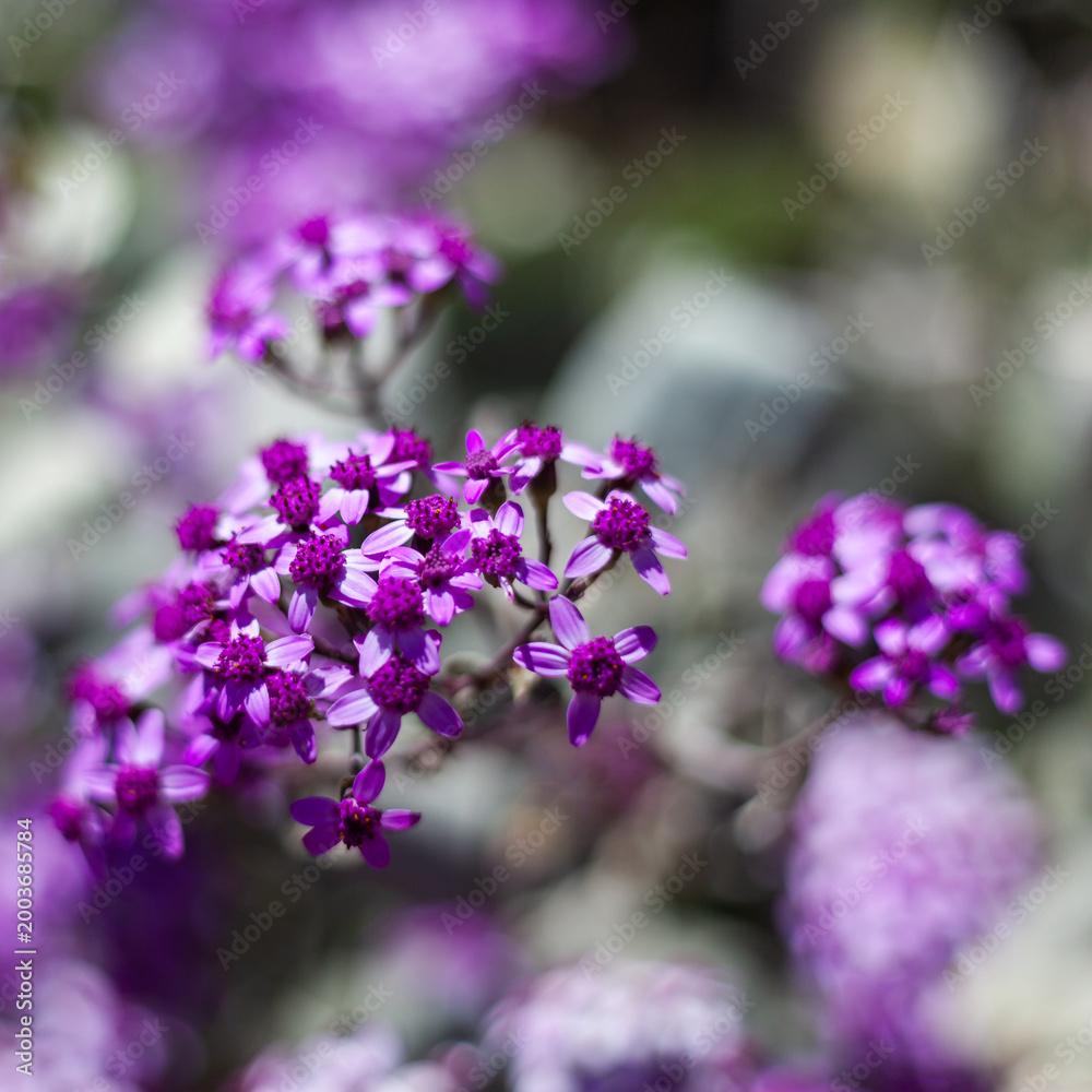 Fototapeta premium Purple wildflowers bloom along Madeira's PR1 Vereda do Areeiro hiking trail. Mountainous terrain surrounds vibrant flora clusters. Spring season highlights island biodiversity in Portugal.