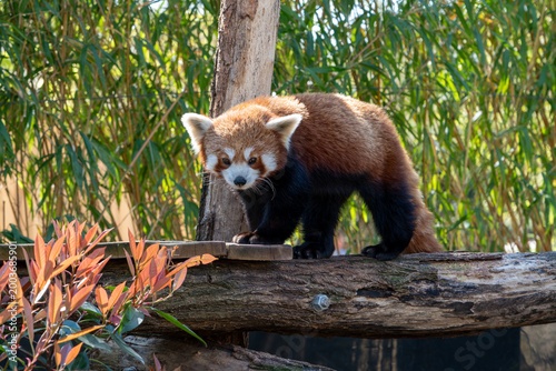 Red panda facing the camera at the Ménagerie du Jardin des Plantes in Paris