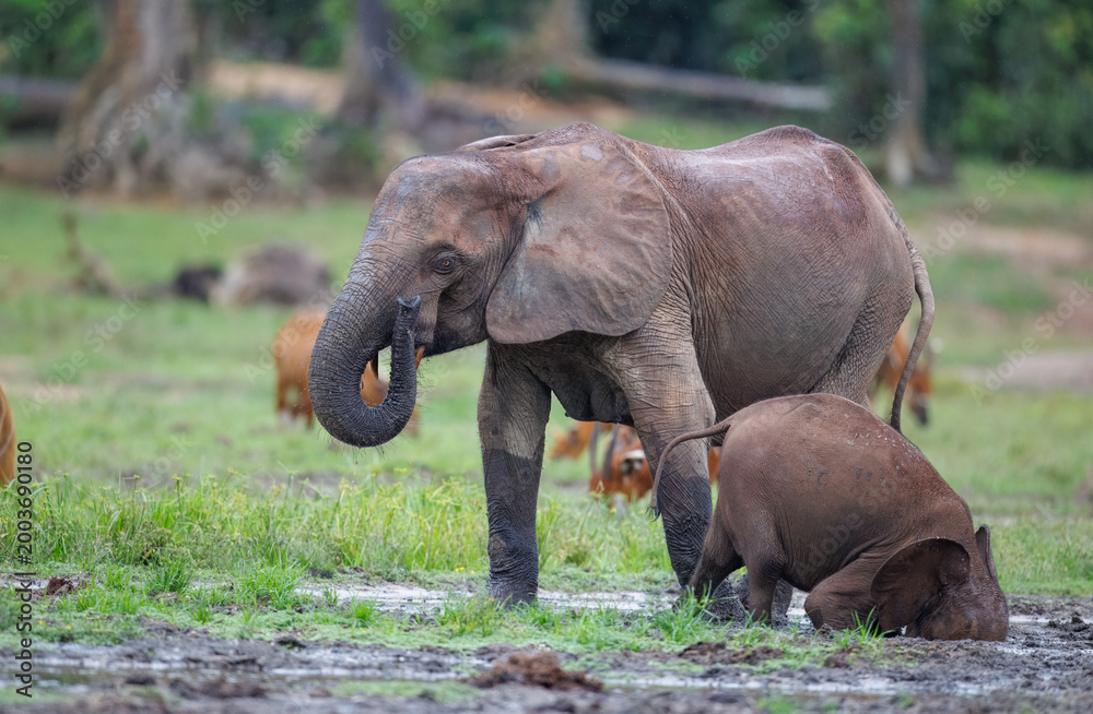 Fototapeta premium Forest Elephants at Dzanga Bai digging for mineral rich mud at Dzanga Sangha, Central African Republic