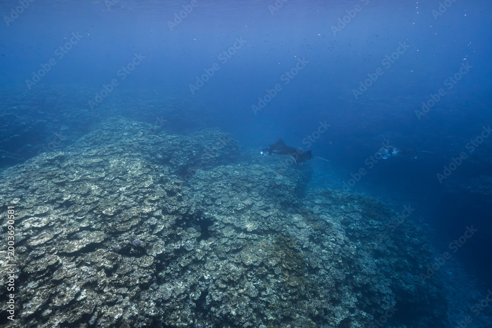 Obraz premium Manta rays swimming over coral reef in clear blue ocean