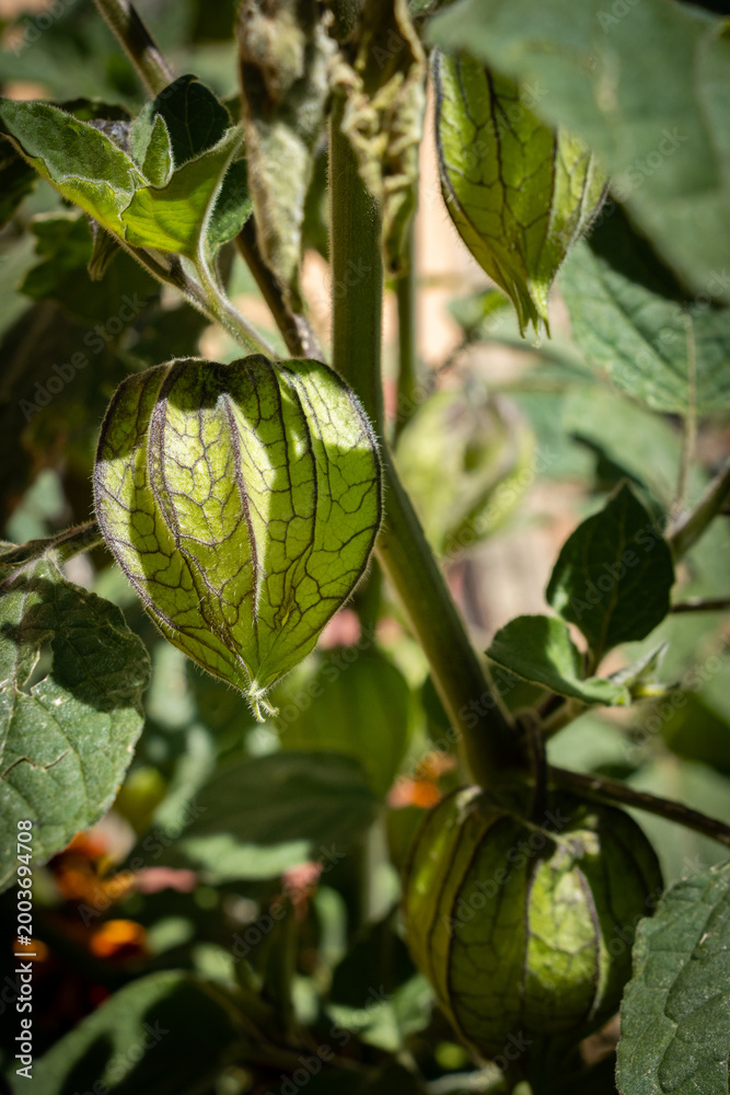 Fototapeta premium Cultivo de plantas y frutos de Aguaymanto, frutos, hojas y ramas verdes. (Physalis peruviana L.) es una planta herbácea con origen en los Andes peruanos