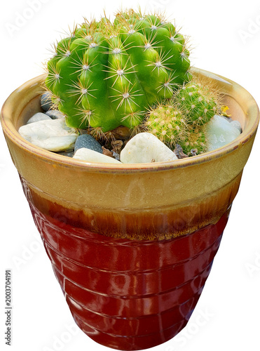 선인장 화분