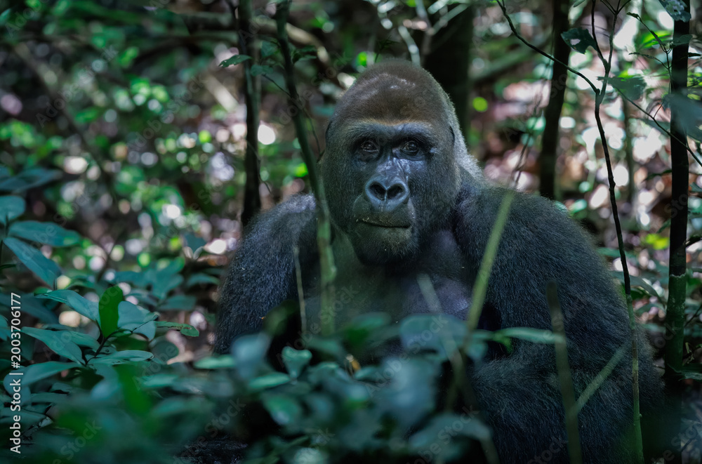 Obraz premium Silverback male Western lowland gorilla (gorilla gorilla gorilla) in dense rainforest around Dzanga Sangha in the Central African Republic