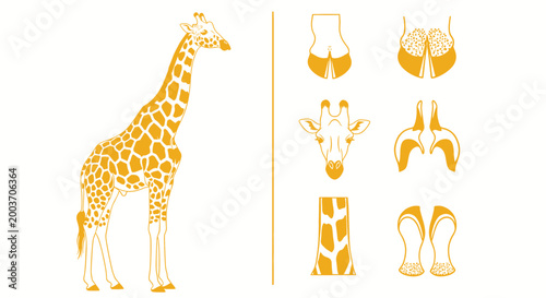 Yellow Giraffe Vector Illustration Set Including Spot Patterns Head And Hoof Anatomy Elements For Educational Savanna Wildlife And Biology Science Graphics