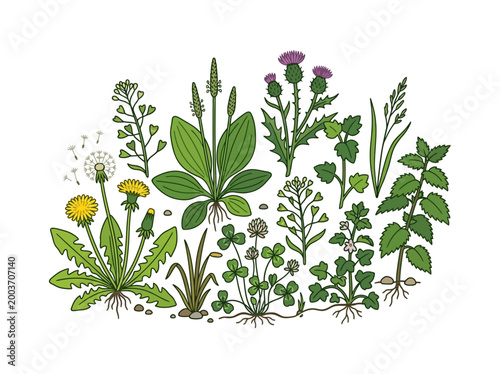 Hand drawn botanical illustration set of various wild medicinal herbs and weeds.