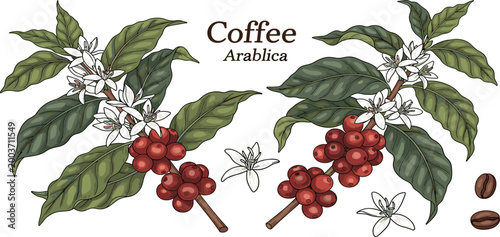 Bild auf Leinwand Coffee Arabica Plant with Red Cherries White Flowers Leaves Botanical Vector Ill