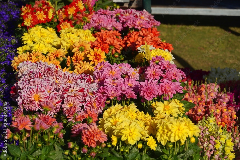 Obraz premium Colorful dahlia flowers at a plant fair in Varkiza, Attica, Greece