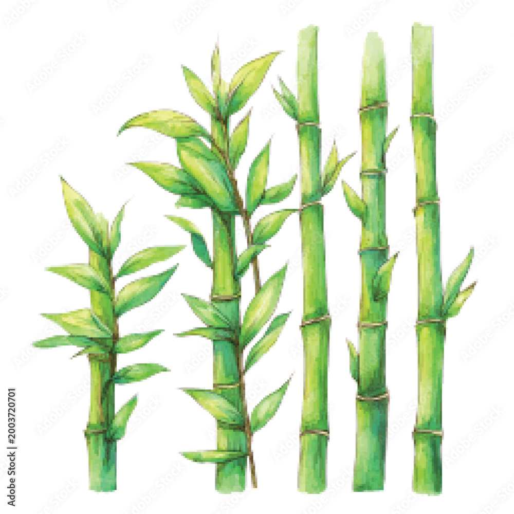 Obraz premium Bamboo stalks with green leaves growing.