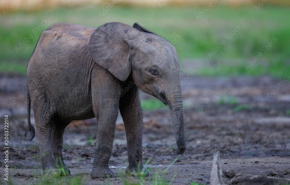 Obraz premium Baby African Forest Elephant (Loxodonta cyclotis) on mineral rich mud at Dzanga Bai in the Central African Republic