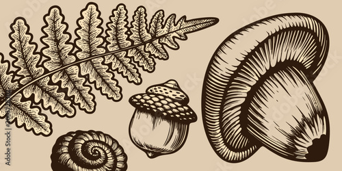 Woodland elements collection fern acorn snail and mushroom illustration