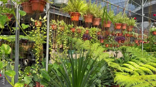 Variety of potted plants in outdoor flower nursery or garden centre.