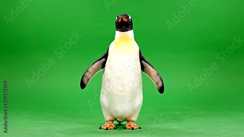 penguin on the beach