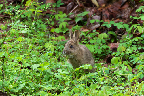 A nocturnal hare that can't eat because of the rain and eats after it gets brighter
