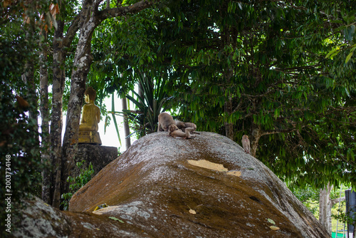 Quadro su tela Group of monkeys sitting on a large rock in a tropical forest, surrounded by dense green trees, with a Buddha statue visible in the background