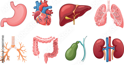 Human Internal Organ Anatomy Vector Illustration Collection Set Featuring Stomach Heart Liver Lungs Intestines Kidneys And Gallbladder Icons