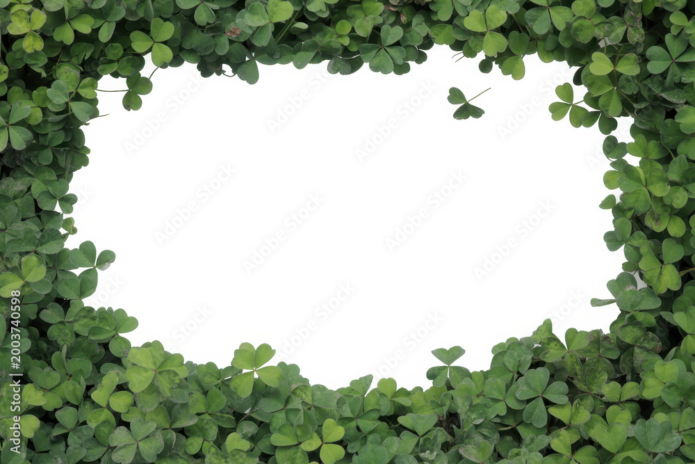 Fototapeta premium Frame made of green clover leaves with empty space in the center on white background