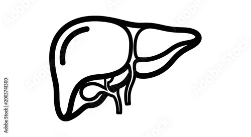 Medical illustration of human liver anatomical structure on white background