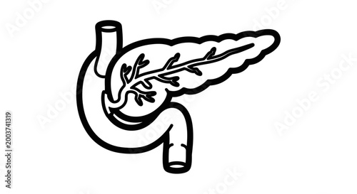 Medical illustration of human pancreas and digestive system organs