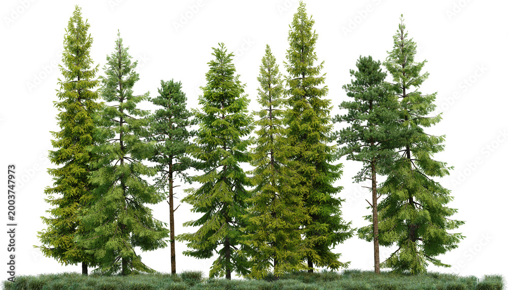 Naklejka premium Coniferous forest on a transparent background