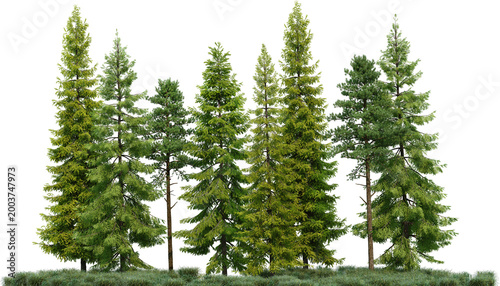 Coniferous forest on a transparent background