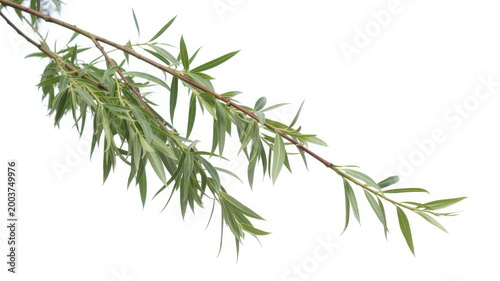 Willow tree branch with green leaves isolated on a white background, botanical
