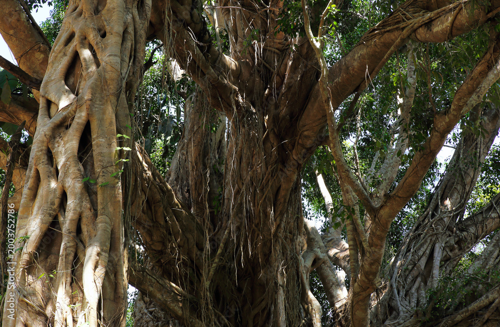 Fototapeta premium The fig tree (Ficus) is an important perennial tree in terms of ecosystems, beliefs, and is notable for its hardiness, ease of growth, and unique aerial roots.